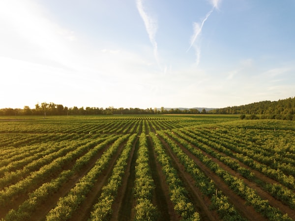 wine production